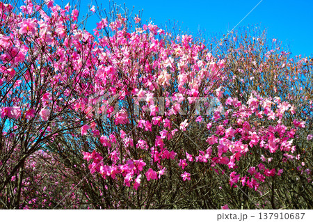 満開のアカヤシオ　赤城麓　群馬県前橋市　　　　 137910687