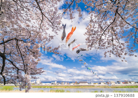「岩手県」満開の桜咲く北上展勝地 北上市 「岩手県」満開の桜咲く北上展勝地 北上市 137910688