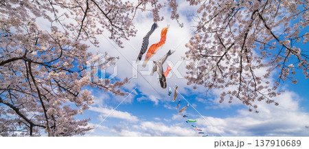 「岩手県」満開の桜咲く北上展勝地　北上市 137910689