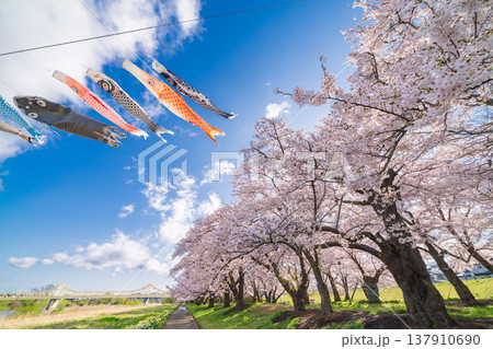 「岩手県」満開の桜咲く北上展勝地 北上市 「岩手県」満開の桜咲く北上展勝地 北上市 137910690