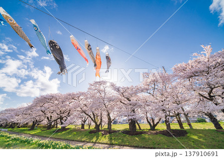 「岩手県」満開の桜咲く北上展勝地　北上市 137910691