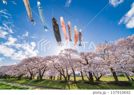 「岩手県」満開の桜咲く北上展勝地　北上市 137910692