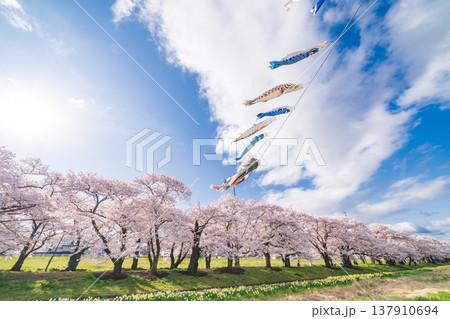 「岩手県」満開の桜咲く北上展勝地 北上市 「岩手県」満開の桜咲く北上展勝地 北上市 137910694