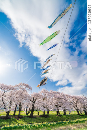 「岩手県」満開の桜咲く北上展勝地　北上市 137910695