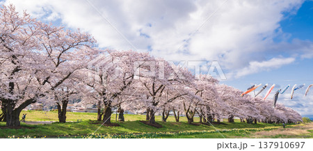 「岩手県」満開の桜咲く北上展勝地 北上市 「岩手県」満開の桜咲く北上展勝地 北上市 137910697