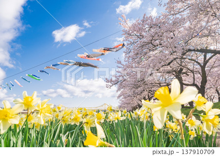 「岩手県」満開の桜咲く北上展勝地　北上市 137910709