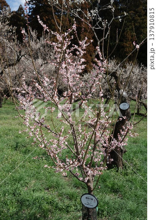 梅の木 137910815