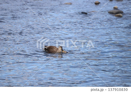 カルガモの繁殖行動・交尾 137910830