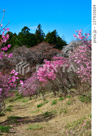 満開のアカヤシオ　赤城麓　群馬県前橋市　　　　 137910884