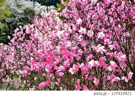 満開のアカヤシオ　赤城麓　群馬県前橋市　　　　 137910921