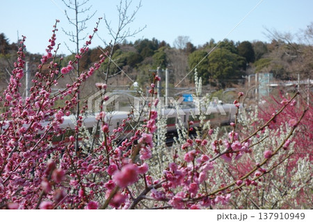 梅の花 梅の花 137910949