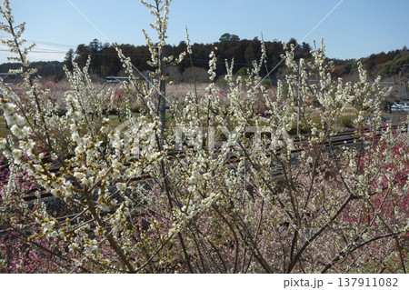 偕楽園の梅の花 137911082