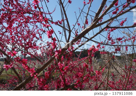 偕楽園の梅の花 偕楽園の梅の花 137911086