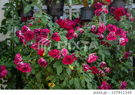 Red roses flower having sunburn damaged. Rose flowers get sunburned due to being exposed to too much sunlight which makes them vulnerable to fire. Red roses flower having sunburn damaged. Rose flowers get sunburned due to being exposed to too much sunlight which makes them vulnerable to fire. 137911349