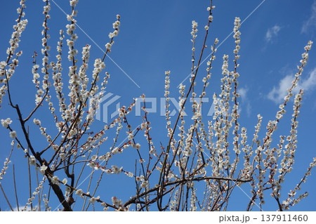 偕楽園の梅 偕楽園の梅 137911460