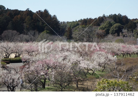 偕楽園の梅 偕楽園の梅 137911462