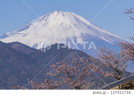 富士山と河津桜 富士山と河津桜 137911738