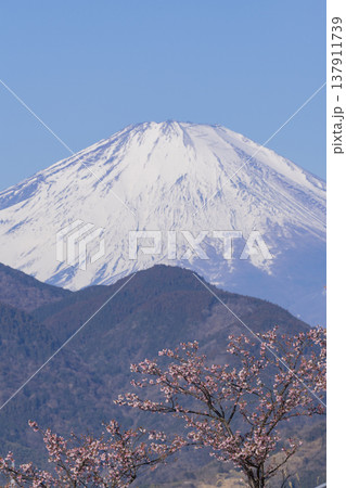 富士山と河津桜 137911739