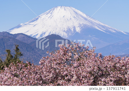 富士山と河津桜 137911741