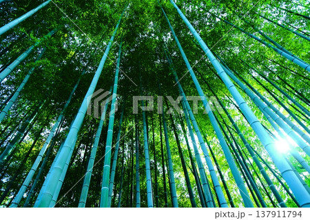 竹林を見上げる 137911794