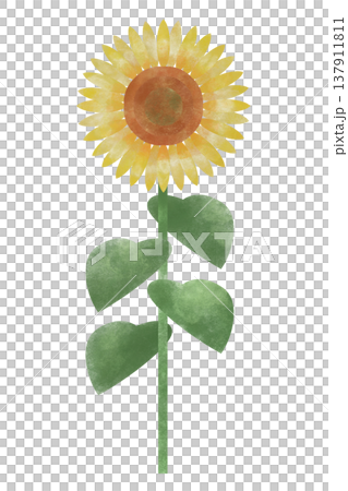 一朵向日葵的插圖 137911811