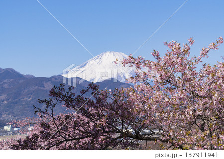 富士山と河津桜 137911941