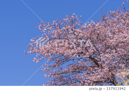 河津桜の花 137911942