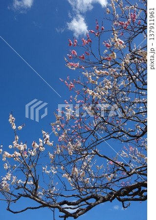 梅の花 梅の花 137911961