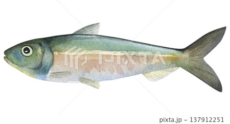 Sprat (Clupea sprattus). Watercolor illustration of isolated on a white background. Raw hand drawn sprat for printing, cookbook, signboard, menu, market, packaging Sprat (Clupea sprattus). Watercolor illustration of isolated on a white background. Raw hand drawn sprat for printing, cookbook, signboard, menu, market, packaging 137912251