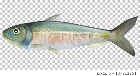 Sprat (Clupea sprattus). Watercolor illustration of isolated on a white background. Raw hand drawn sprat for printing, cookbook, signboard, menu, market, packaging Sprat (Clupea sprattus). Watercolor illustration of isolated on a white background. Raw hand drawn sprat for printing, cookbook, signboard, menu, market, packaging 137912251