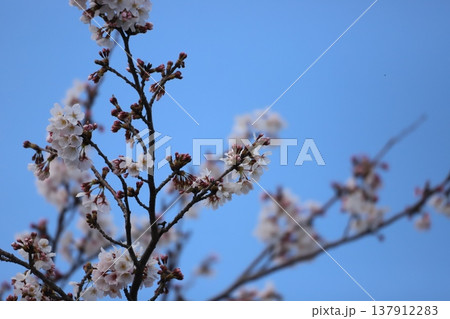 桜のつぼみと花 桜のつぼみと花 137912283