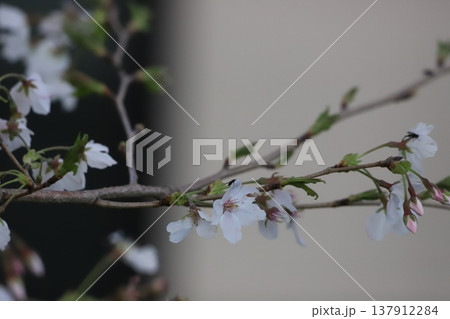 桜の花と葉 桜の花と葉 137912284