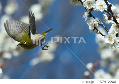 梅の枝に止まるメジロ 137912288