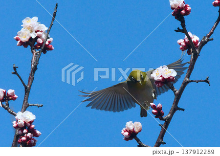 梅の蜜を吸うメジロ 梅の蜜を吸うメジロ 137912289