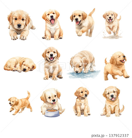 ゴールデンレトリバーの子犬セット Part1（かわいい動作・表情バリエーション・白背景・切り抜き素材 137912337