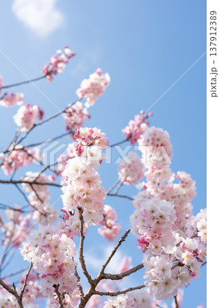 神奈川県南足柄市発祥の固有種　春めき桜 137912389
