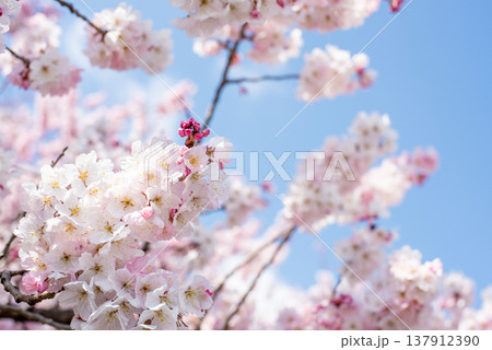 神奈川県南足柄市発祥の固有種　春めき桜 137912390