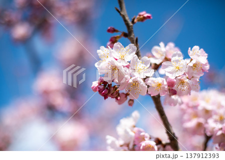 神奈川県南足柄市発祥の固有種　春めき桜 137912393