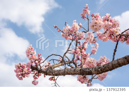 神奈川県南足柄市発祥の固有種　春めき桜 137912395