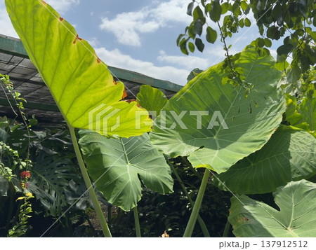 マレーシア1ウタマのシークレットガーデンのイモ科の植物 マレーシア1ウタマのシークレットガーデンのイモ科の植物 137912512