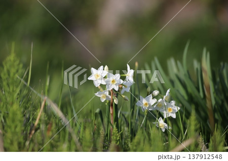 春を告げるスイセンの花 春を告げるスイセンの花 137912548
