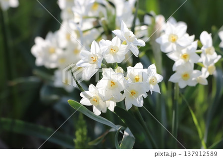 春を告げるスイセンの花 春を告げるスイセンの花 137912589