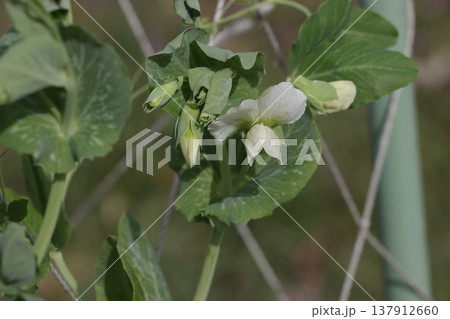 エンドウ豆の花 エンドウ豆の花 137912660