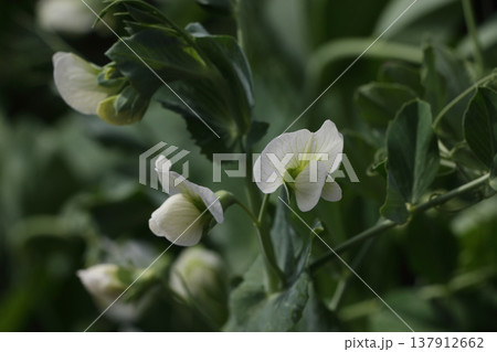エンドウ豆の花 137912662