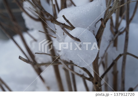 木の枝のわっかになった雪 137912720
