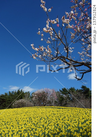 スイセンと梅の花 スイセンと梅の花 137912824