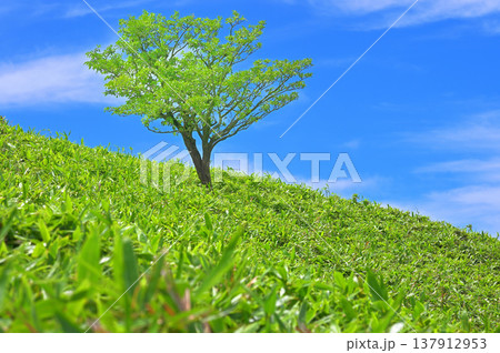伊豆半島の伊豆山稜線歩道の達磨山　夏の草原　緑と青空の木立ち　コピースペース 137912953