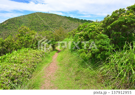 伊豆半島の伊豆山稜線歩道 小達磨山 夏の緑の山道を歩く 伊豆半島の伊豆山稜線歩道 小達磨山 夏の緑の山道を歩く 137912955