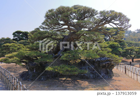 栗林公園の北庭、商工奨励館前の「鶴亀松」 137913059