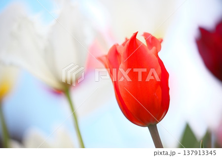 春の色彩に彩られたチューリップの花 春の色彩に彩られたチューリップの花 137913345